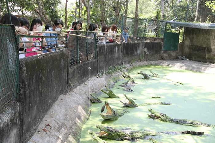 Cá sấu Hoa Cà Phạm Văn Đồng